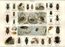 Stampa antica INSETTI SCARABEO