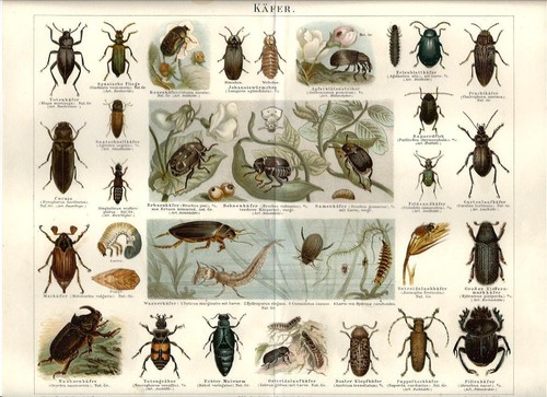 Stampa antica insetti scarabeo - antica,