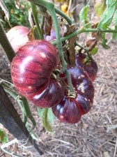Pomodoro Lovely Lush 10+ semi