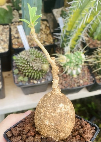 Euphorbia maritae caudex - maritae,