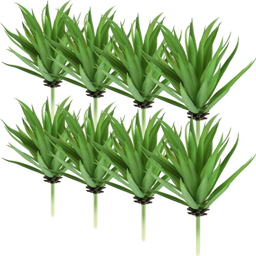 Pezzi piante succulente - piante,