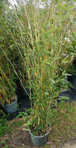 Pianta canne di - ,