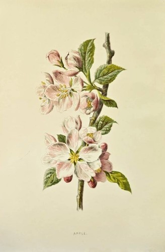 1890 melo antica - melo,