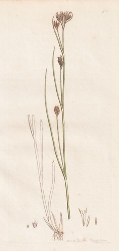 Schoenus albus erbe gräser - schoenus,