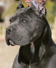 POSTER ADESIVO QUADRO MANIFESTO DECORAZIONE CASA - PITBULL DOG AMSTAFF  CORSO