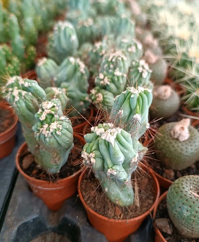 Cereus forbesii monstruoso - , con