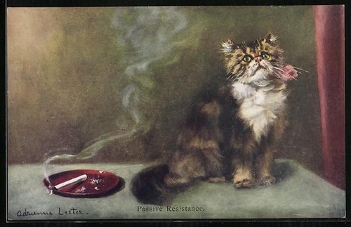 Cartolina gatto accanto - , al