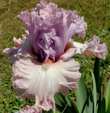 Iris TB,  'Edwardian Era' ﻿