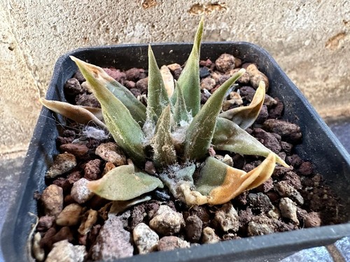 Ariocarpus confusus hybrid