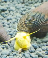 Lumaca Tylomelania Gold, ottima detritivora, mangia le alghe