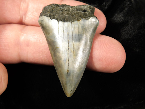 Grande dente fossile - , di