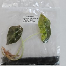 Alocasia Sanderiana Aurea