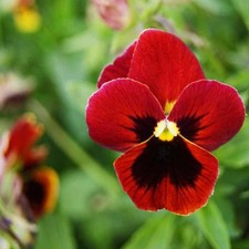 Viola del Pensiero Gigante Rosso – 30 Semi – Fiori Rossi Solitari, Petali Grandi