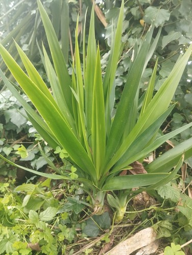 Pianta yucca - pianta,