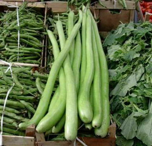 Zucca lunga serpente - zucca, di