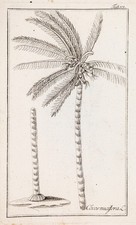 Palma da cocco Cocos nucifera