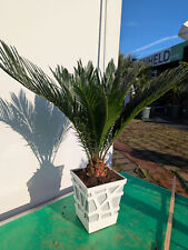 Cycas revoluta 55-70 cm palma