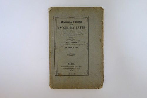 Scoperta guenon sulle vacche - scoperta,