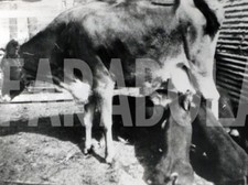 Foto vintage USA, Mucca allatta maialini, 1950, stampa 20x15 cm