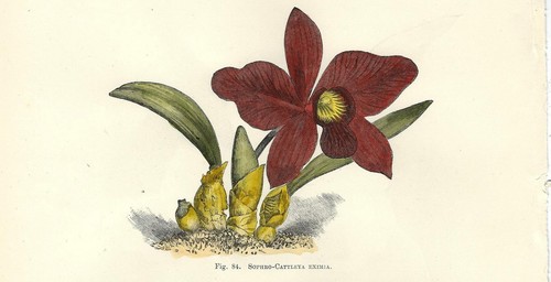 Stampa antica fiore orchidea - antica,