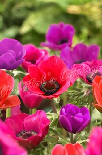 Bulbi anemone mr - bulbi, fokker