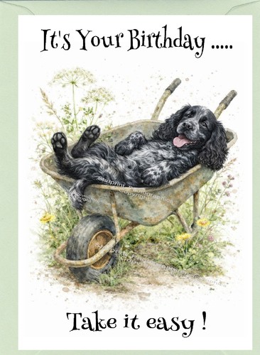 Cocker spaniel blue roan - spaniel,