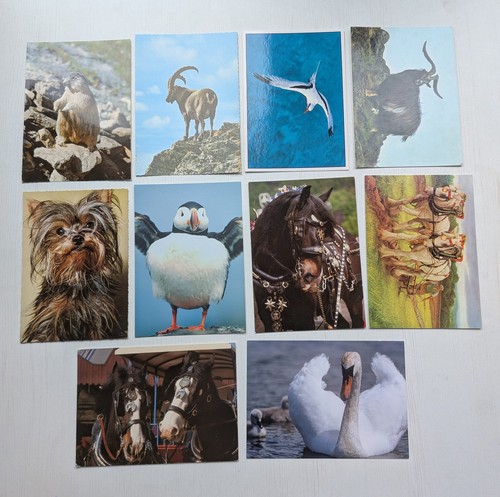 Vintage animals birds - vintage, animals/birds