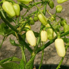 HABANERO WHITE CRISTINA, 25 semi di peperoncino piccante + OMAGGIO