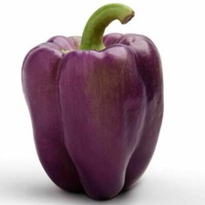 Semi peperone viola - 25,