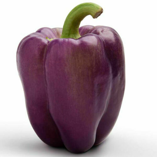 Semi peperone viola - semi,