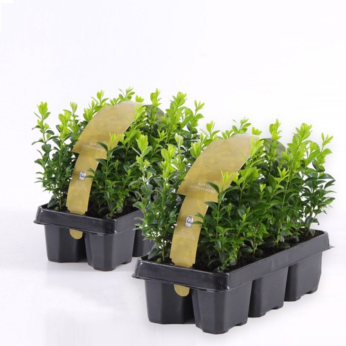 Bosso buxus microphylla - "buxus,