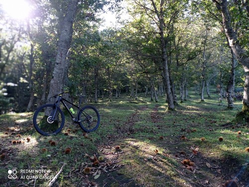 Bici mtb focus ravel - bici, 29