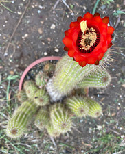 T.CEREUS HUASCHA - CACTUS -