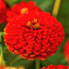 Semi di Zinnia Rossa Regina