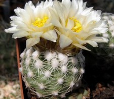 Pediocactus bradyi SB470, semi