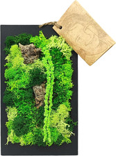 - Quadro Da Parete in Muschio