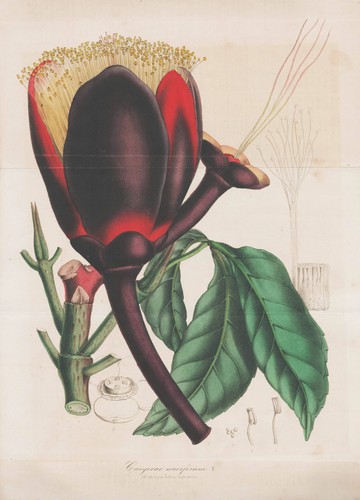 Burro caryocar nuciferum di - caryocar,