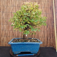 Bonsai di Acero Bergerianum h
