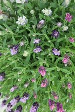 Pianta di Lavanda Stoechas