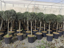 Ulivo olivo Leccino Olea