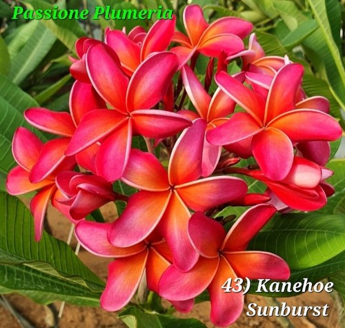 Talea plumeria - di,