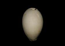 Fossile/fossilizzato