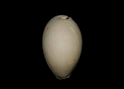 Fossile/fossilizzato