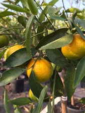 Pianta di mandarino mandarini