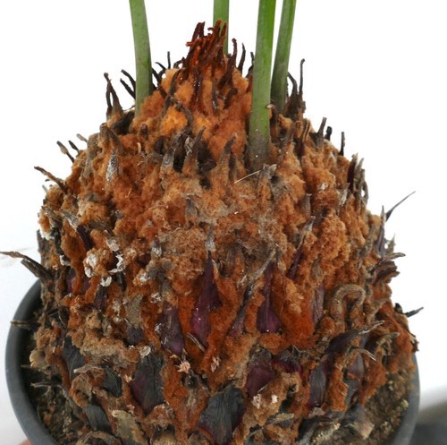 Cycas panzhihuaensis no - cycas,