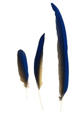 Piume penne di Pappagallo ARA