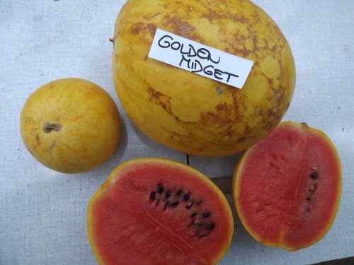 Anguria golden midget semi - midget,