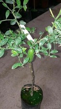 Pianta di limone " Finger lime" in fitocellula (foto reale)