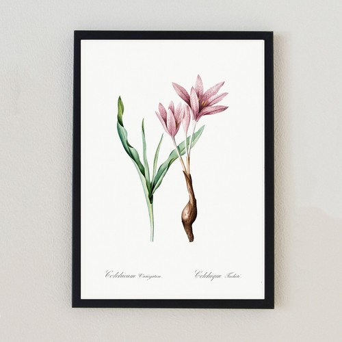 Illustrazione fiore botanico