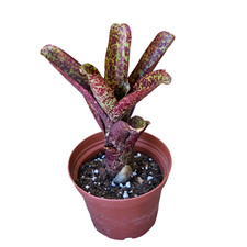 Neoregelia mo peppa please - Bromeliad - Rare Terrarium / House Plants